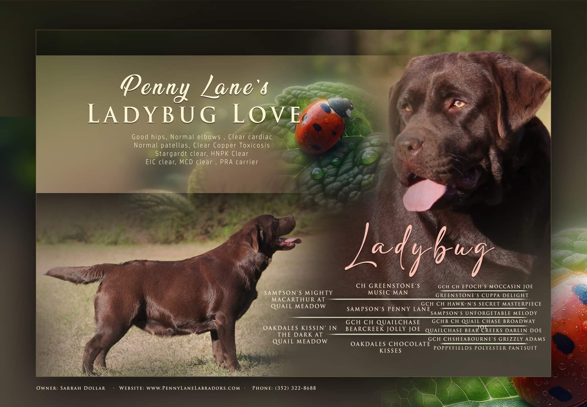 Quail Meadow’s Ladybug Love At Penny Lane