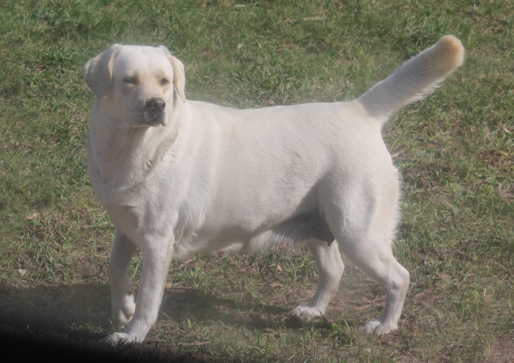 Penny Lane’s Ivory Of The Isles