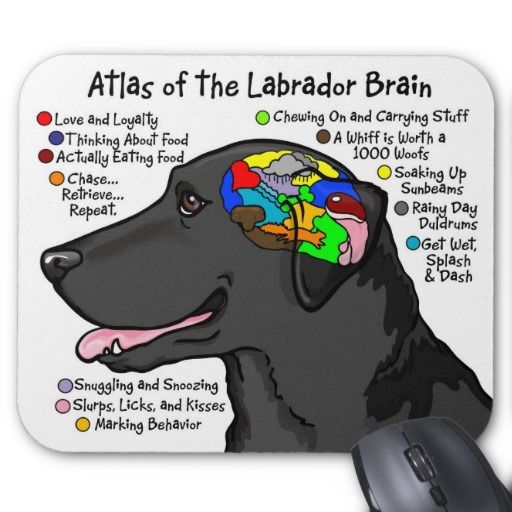 8 Things To Consider Before Buying A Labrador