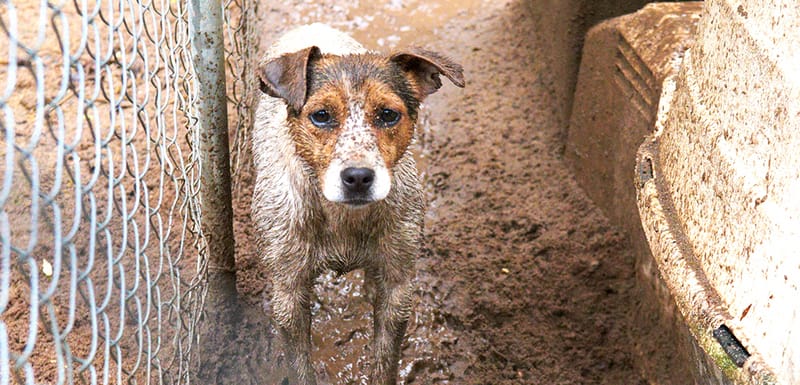 Puppy Mill vs Reputable Breeder