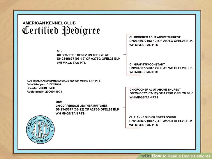 How To Read A Pedigree Penny Lane Labradors