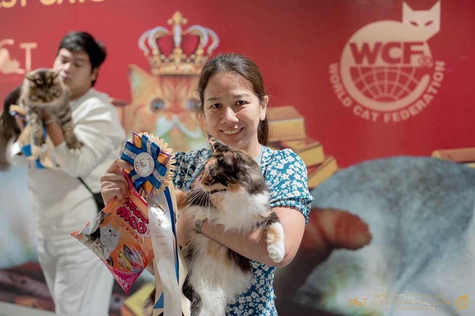 Tigercooncat Maine coon / MAINE COON CATTERY IN THAILAND. ฟาร์มแมวเมนคูนแท้ สายเลือดแชมป์