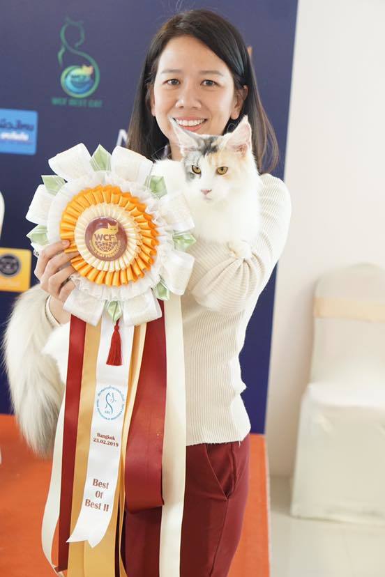 Tigercooncat Maine coon / MAINE COON CATTERY IN THAILAND. ฟาร์มแมวเมนคูนแท้ สายเลือดแชมป์