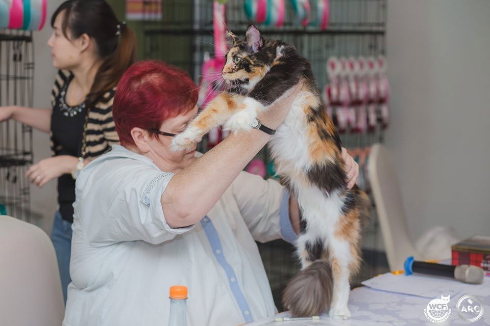 Tigercooncat Maine coon / MAINE COON CATTERY IN THAILAND. ฟาร์มแมวเมนคูนแท้ สายเลือดแชมป์