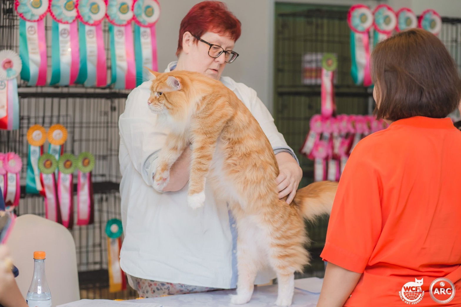 Tigercooncat Maine coon / MAINE COON CATTERY IN THAILAND. ฟาร์มแมวเมนคูนแท้ สายเลือดแชมป์