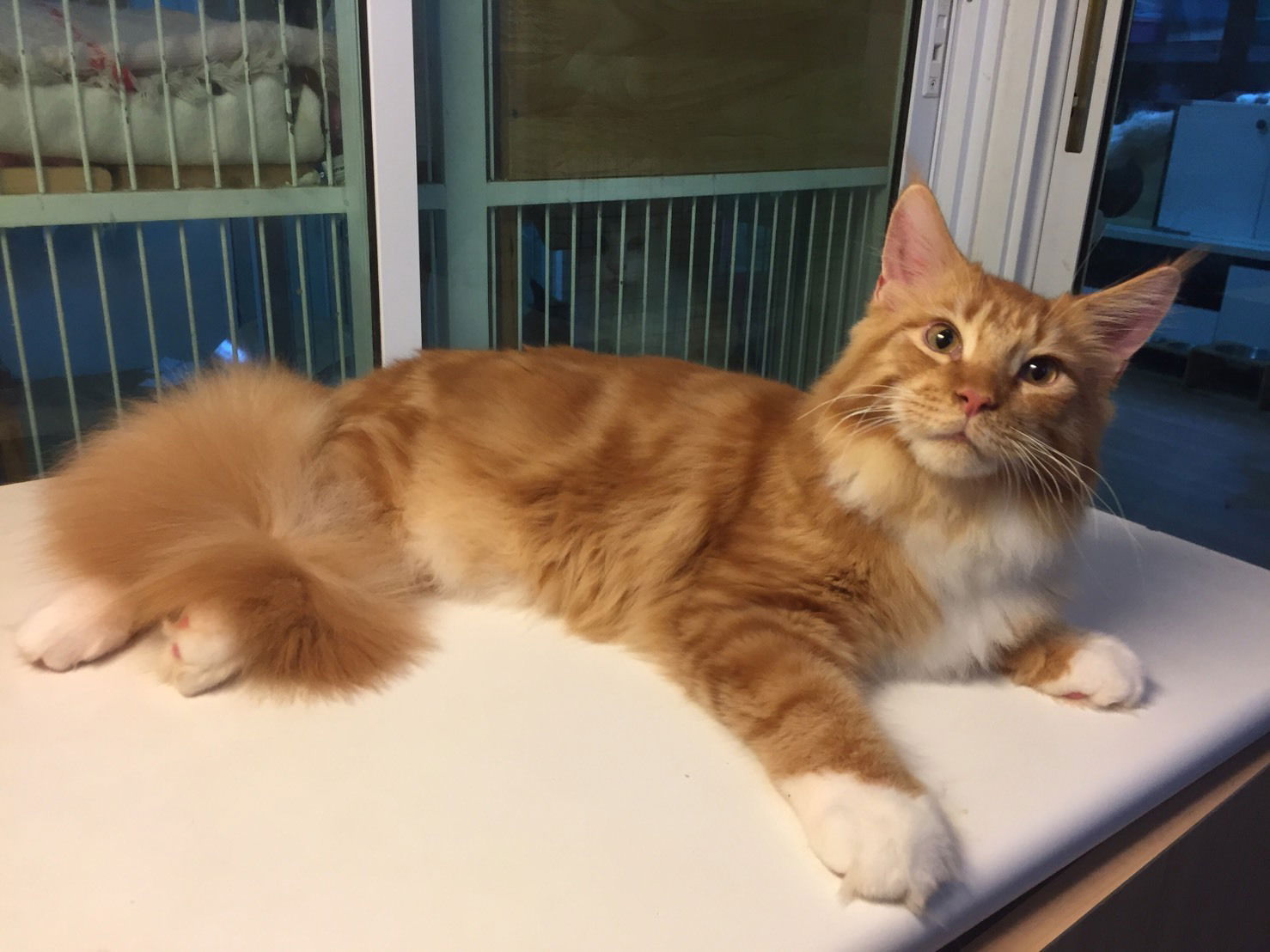 Tigercooncat Maine coon Cattery / MAINE COON THAILAND /MAINE COON KITTEN /MAINE COON KITTEN AVAILABLE FOR SALE  ฟาร์มแมวเมนคูนแท้ สายเลือดแชมป์ / ลูกแมวเมนคูนแท้