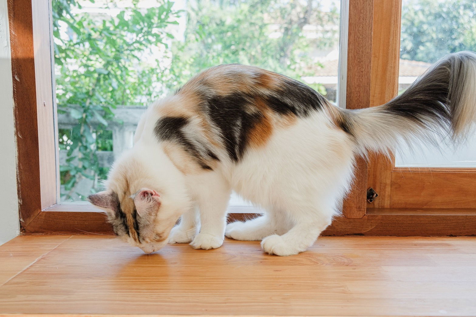 Purebred Maine Coon Cats at TigerCoonCat Cattery - Exceptional Beauty and Standards