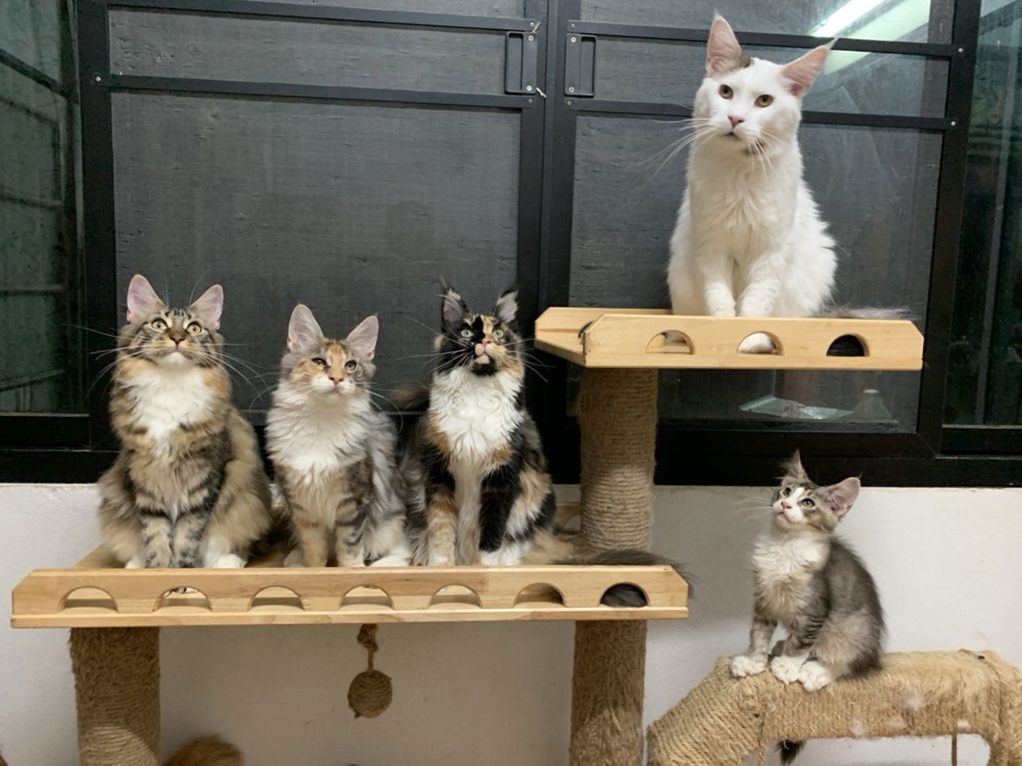 Tigercooncat Maine coon Cattery / MAINE COON THAILAND /MAINE COON KITTEN /MAINE COON KITTEN AVAILABLE FOR SALE  ฟาร์มแมวเมนคูนแท้ สายเลือดแชมป์ / ลูกแมวเมนคูนแท้