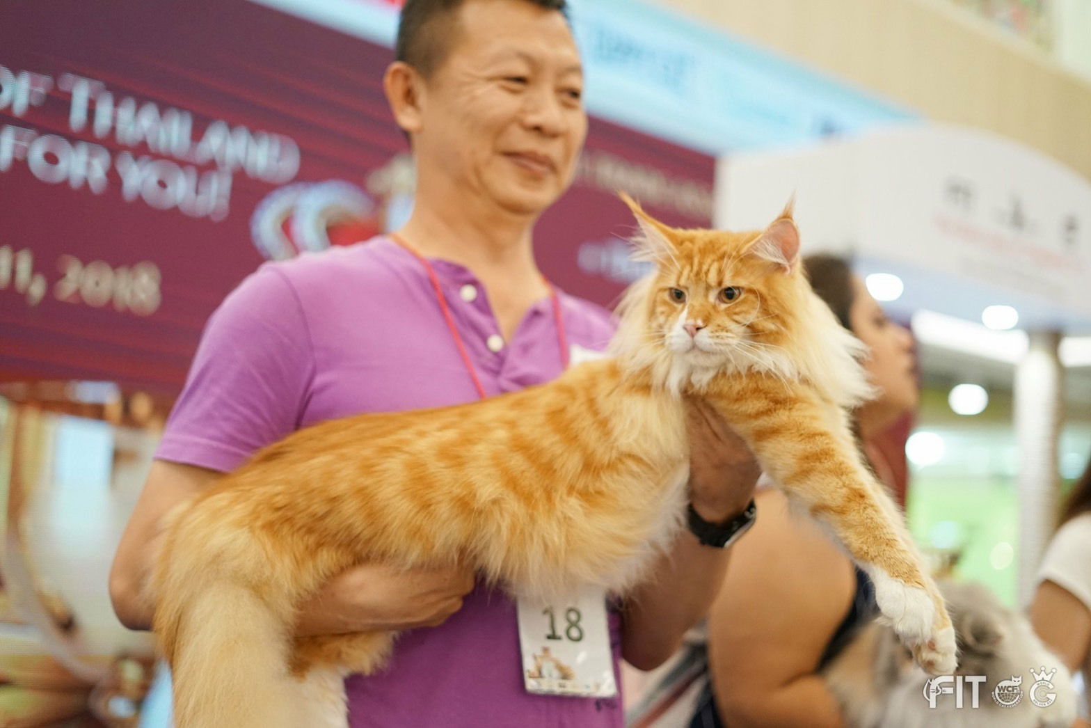 Tigercooncat Maine coon / MAINE COON CATTERY IN THAILAND. ฟาร์มแมวเมนคูนแท้ สายเลือดแชมป์