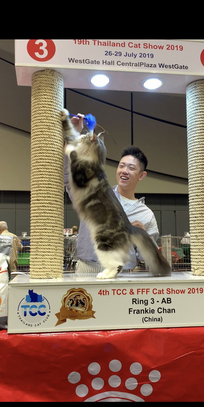 Tigercooncat Maine coon / MAINE COON CATTERY IN THAILAND. ฟาร์มแมวเมนคูนแท้ สายเลือดแชมป์