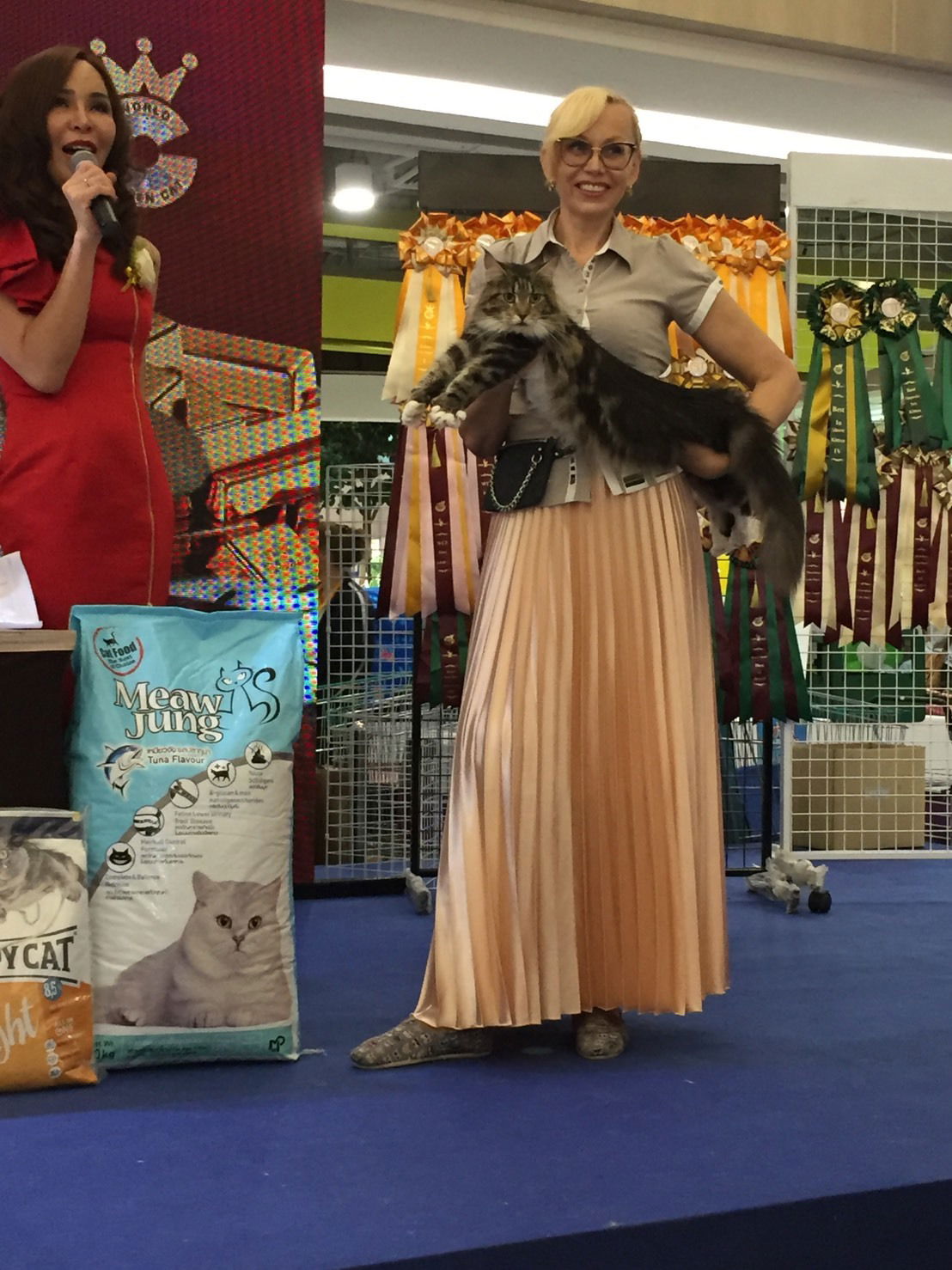 Tigercooncat Maine coon / MAINE COON CATTERY IN THAILAND. ฟาร์มแมวเมนคูนแท้ สายเลือดแชมป์