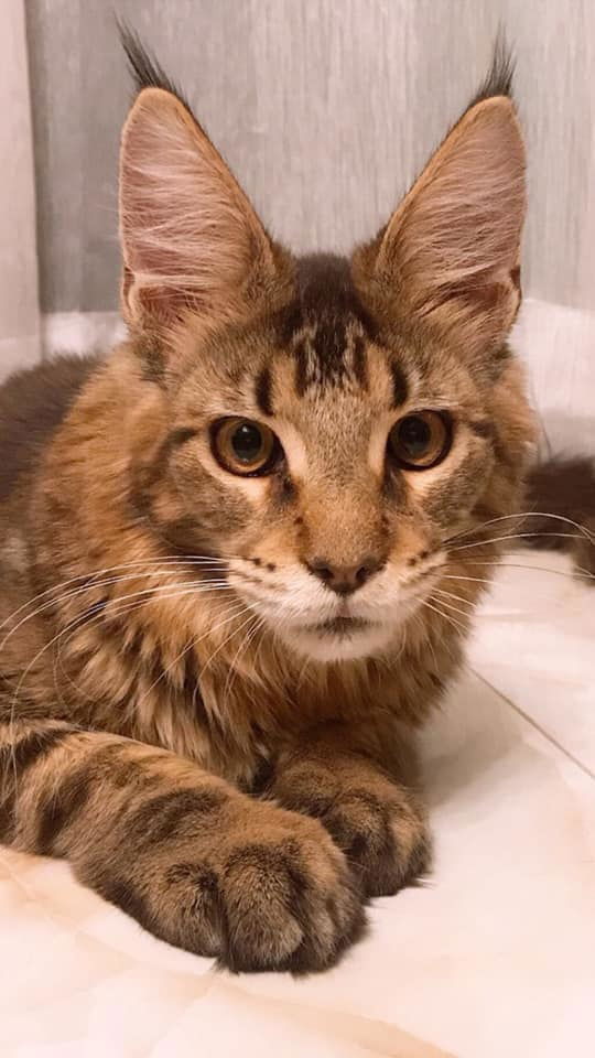 Tigercooncat Maine coon / MAINE COON CATTERY IN THAILAND. ฟาร์มแมวเมนคูนแท้ สายเลือดแชมป์