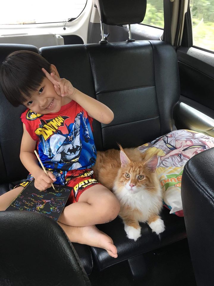 Tigercooncat Maine coon / MAINE COON CATTERY IN THAILAND. ฟาร์มแมวเมนคูนแท้ สายเลือดแชมป์