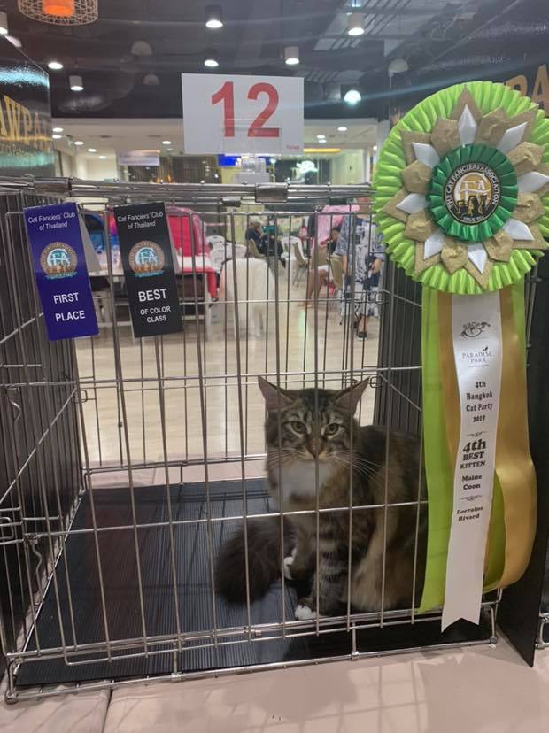 Tigercooncat Maine coon / MAINE COON CATTERY IN THAILAND. ฟาร์มแมวเมนคูนแท้ สายเลือดแชมป์