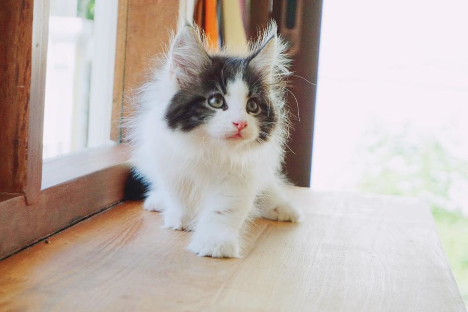 Tigercooncat Maine coon Cattery / MAINE COON THAILAND /MAINE COON KITTEN /MAINE COON KITTEN AVAILABLE FOR SALE  ฟาร์มแมวเมนคูนแท้ สายเลือดแชมป์ / ลูกแมวเมนคูนแท้