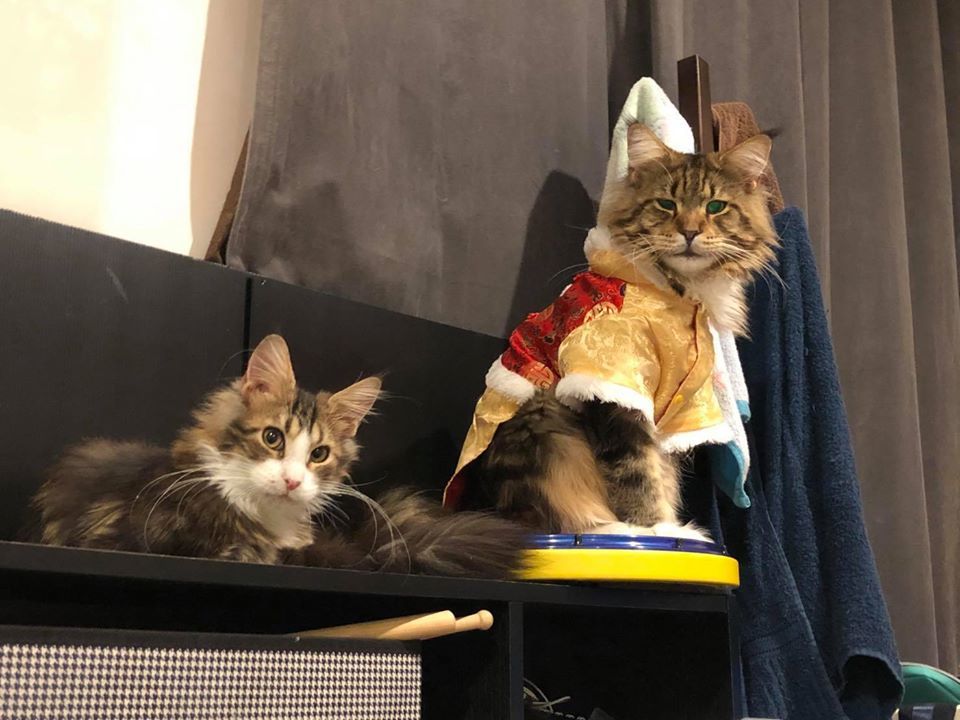 Tigercooncat Maine coon / MAINE COON CATTERY IN THAILAND. ฟาร์มแมวเมนคูนแท้ สายเลือดแชมป์