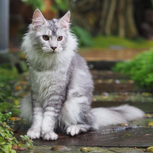 Tigercooncat Maine coon Cattery / MAINE COON THAILAND /MAINE COON KITTEN /MAINE COON KITTEN AVAILABLE FOR SALE  ฟาร์มแมวเมนคูนแท้ สายเลือดแชมป์ / ลูกแมวเมนคูนแท้