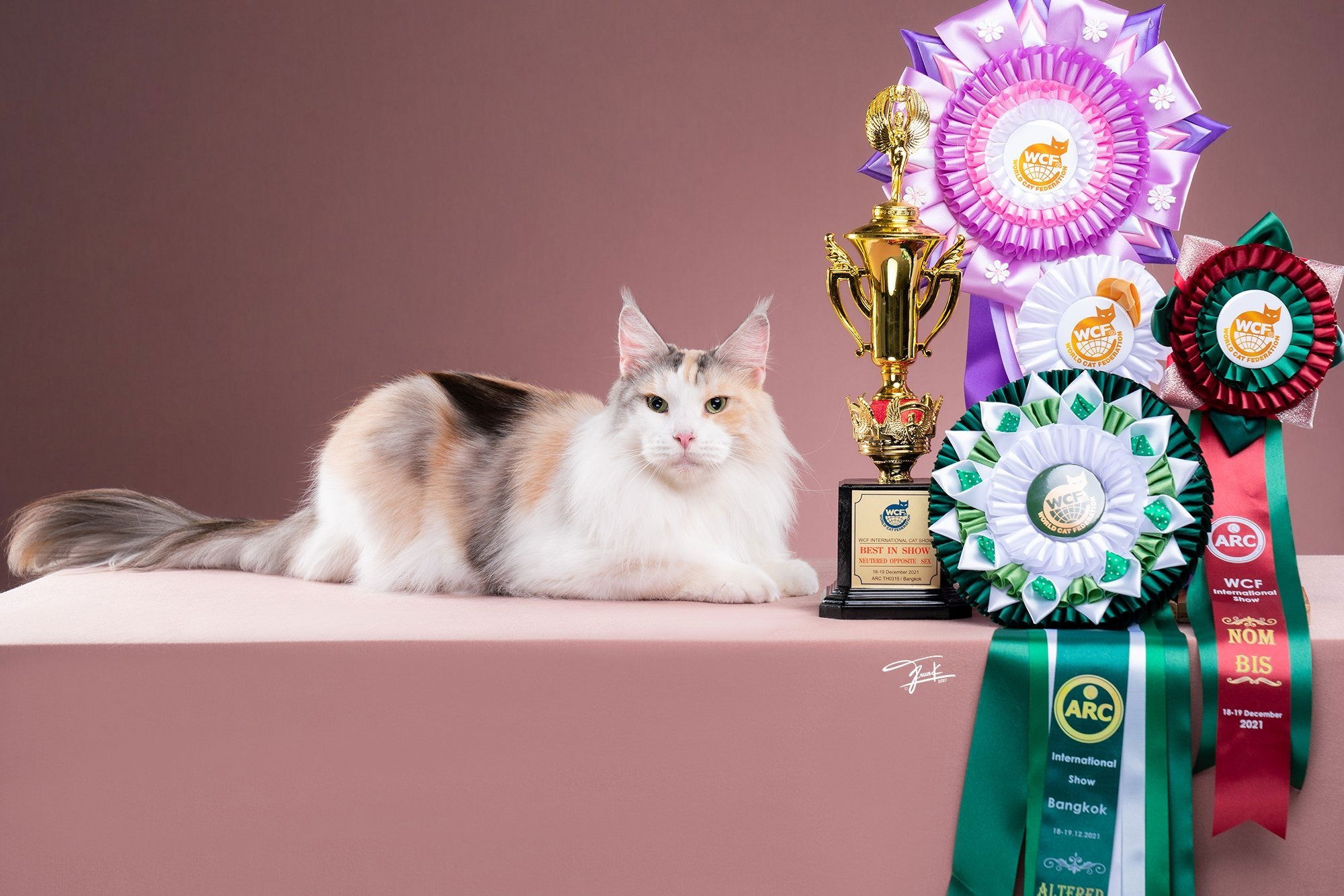 Tigercooncat Maine coon / MAINE COON CATTERY IN THAILAND.