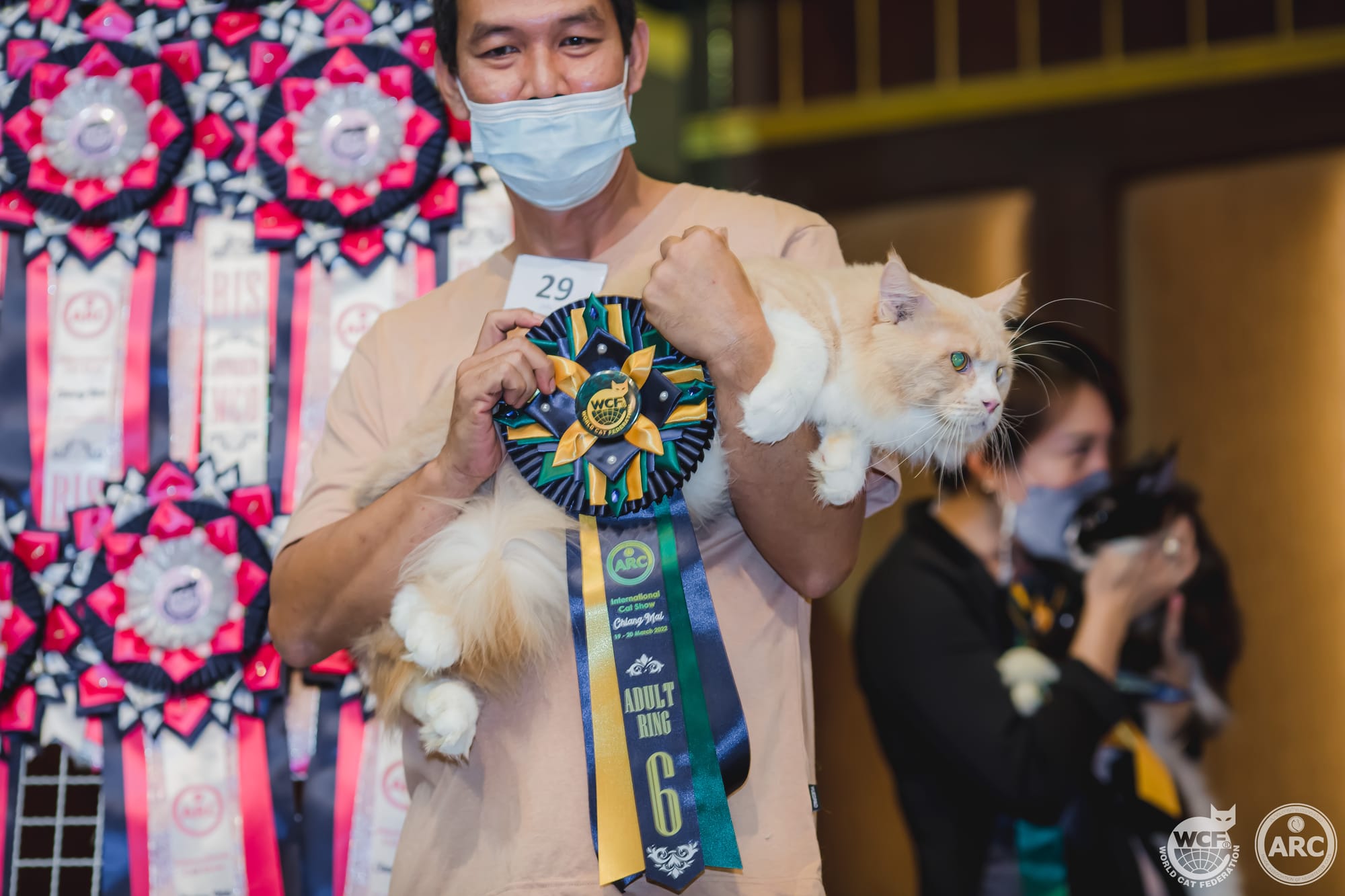 Tigercooncat Maine coon / MAINE COON CATTERY IN THAILAND. ฟาร์มแมวเมนคูนแท้ สายเลือดแชมป์