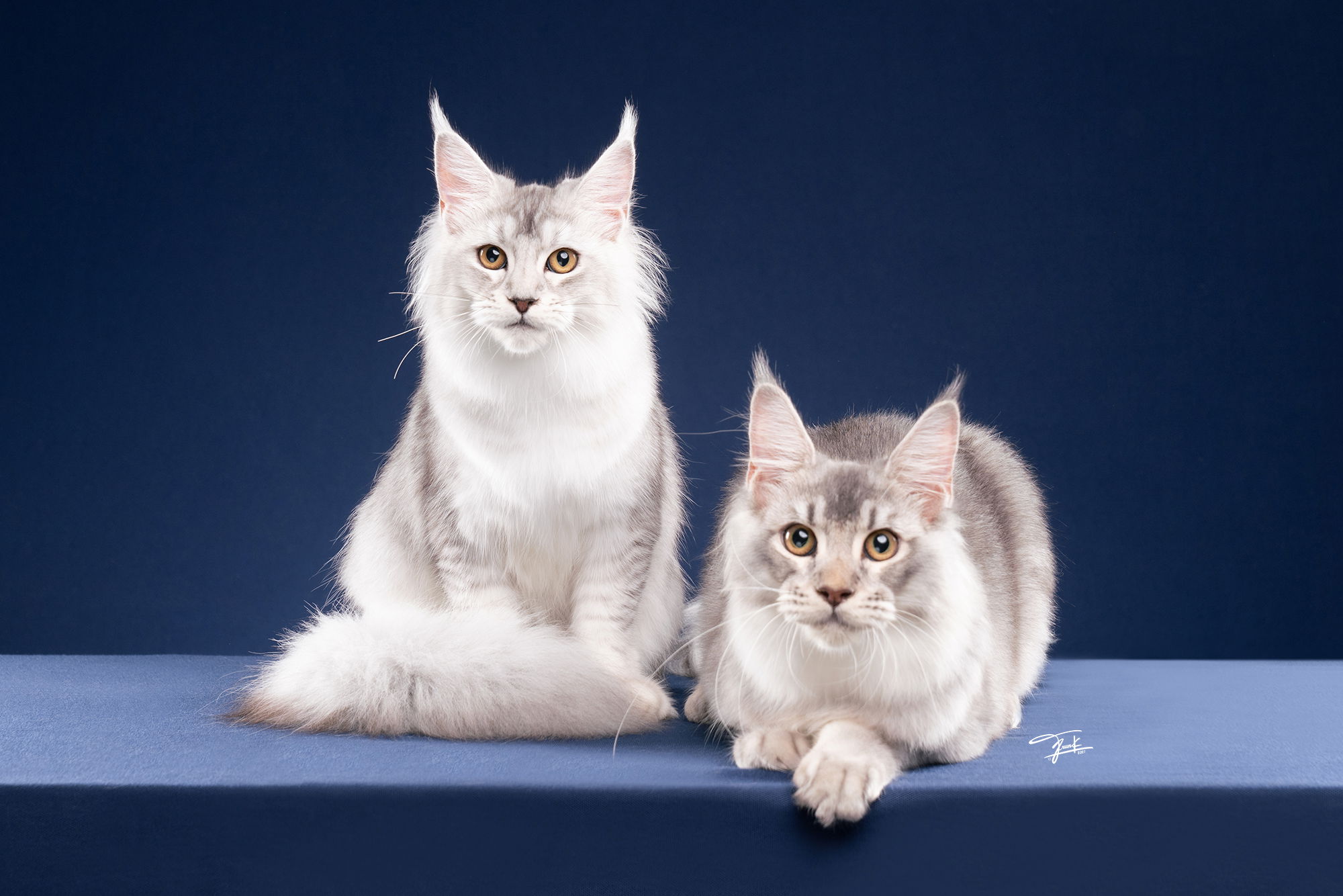 Purebred Maine Coon Cats at TigerCoonCat Cattery - Exceptional Beauty and Standards