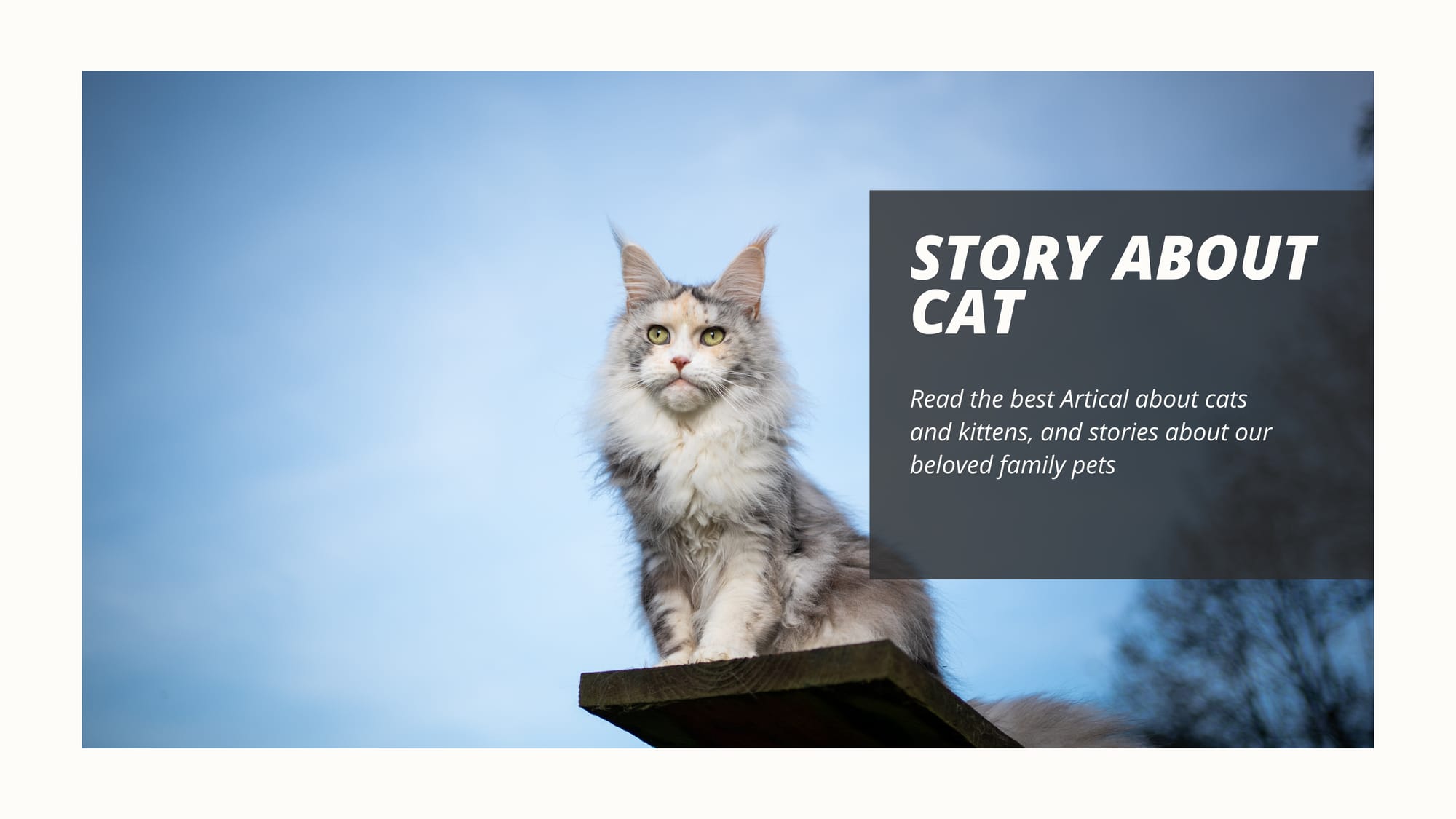 Story about CAT