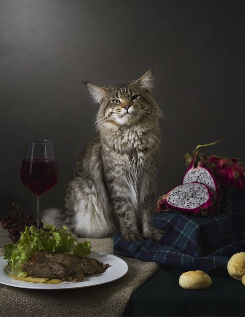 About the Maine Coon Cat: Myths, History, and Care Tips