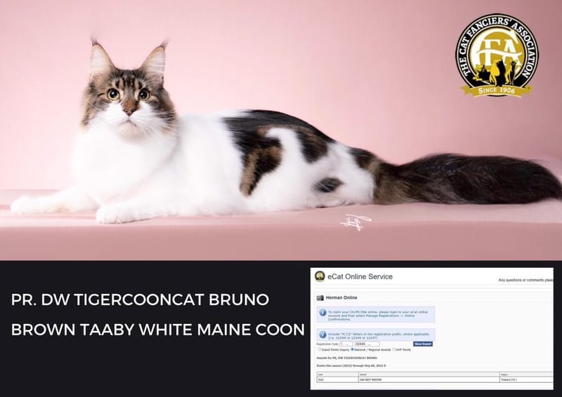 PR .DW Tigercooncat Bruno  ได้รับตำแหน่ง 🏆รางวัลแมวอันดับท๊อปของไทย, Divisional Winner (DW) 🇹🇭 จากสมาคม CFA ประเทศสหรัฐอเมริกา Season 2021/2022