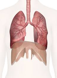 Lungs