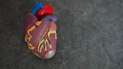 What is the Circulatory System? image
