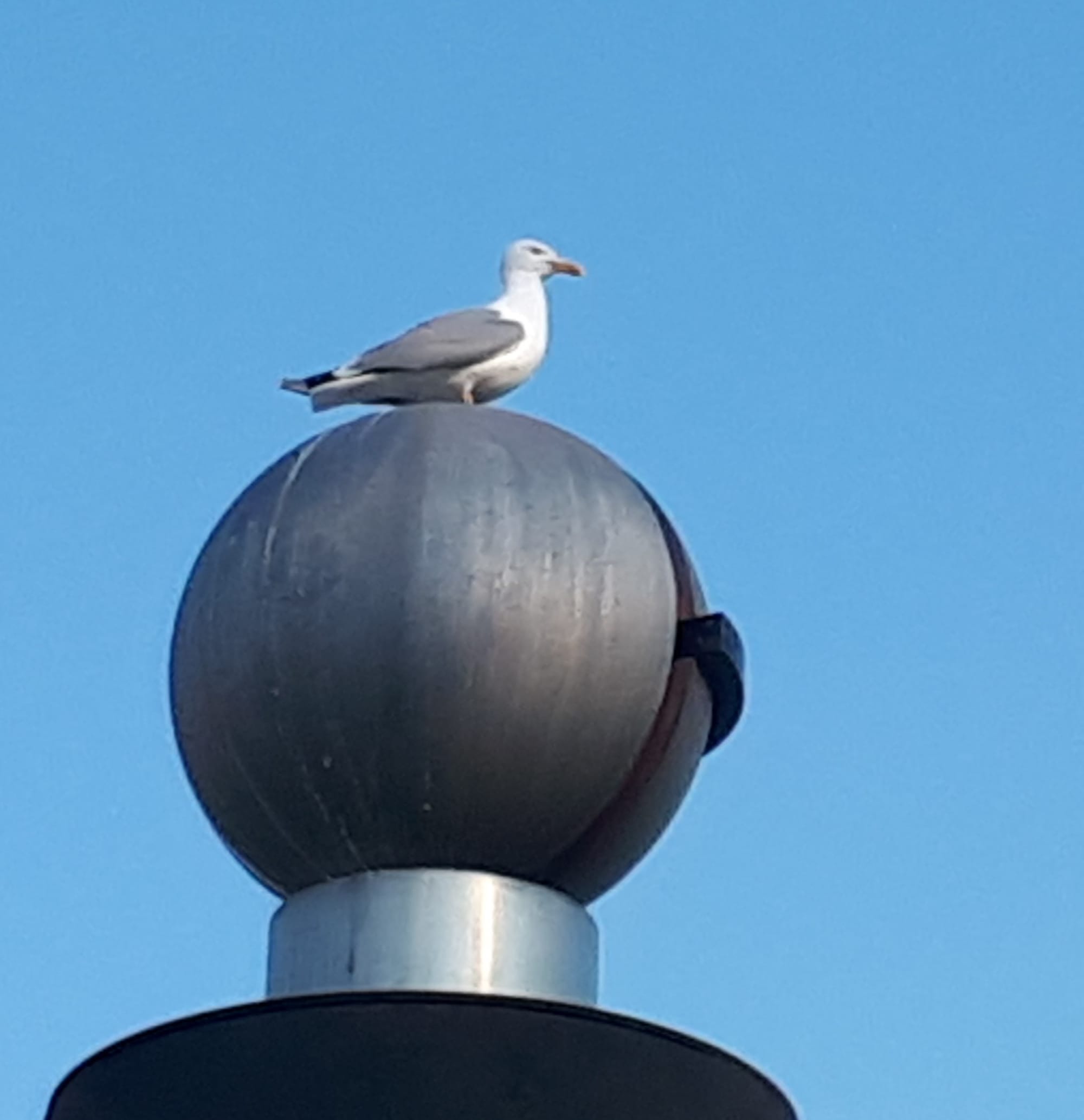 Mouette