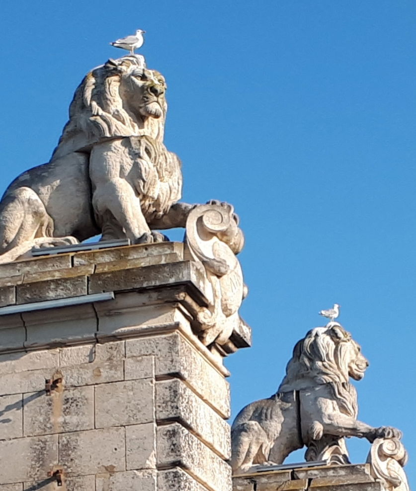 Des mouettes se prennent pour des lions ...