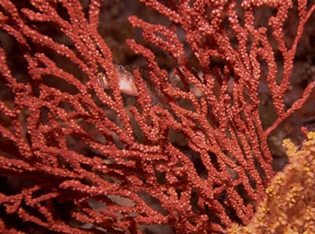 CORAL ALGAE