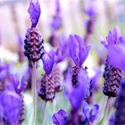 LAVENDER OIL