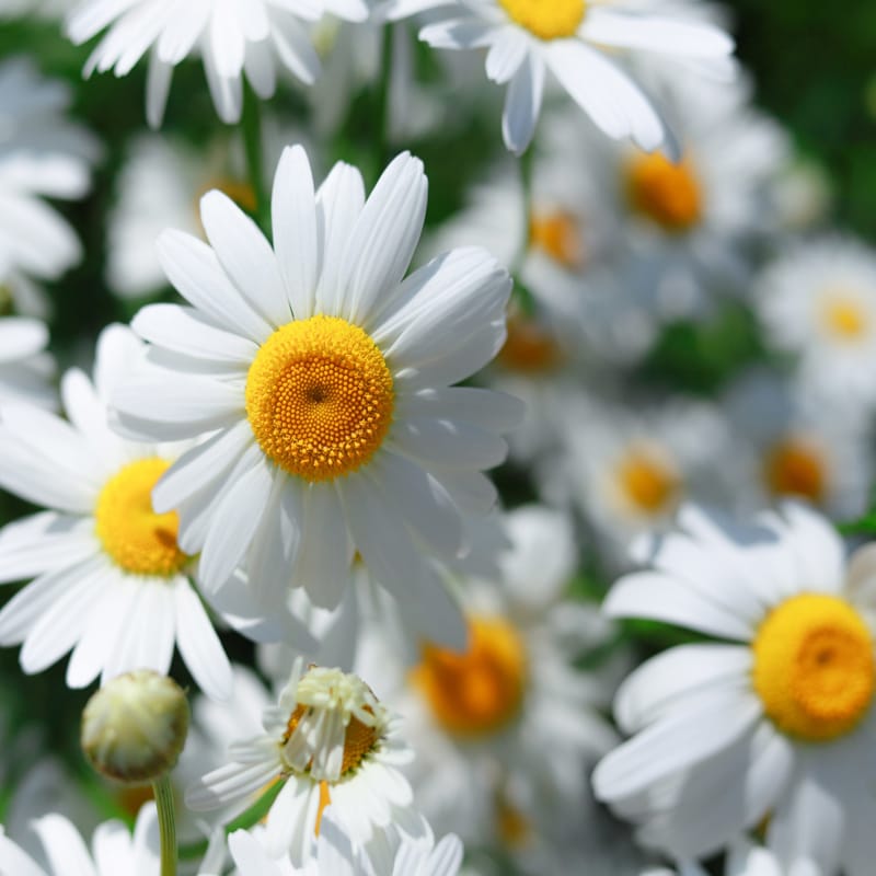 CHAMOMILE FLOWER EXTRACT