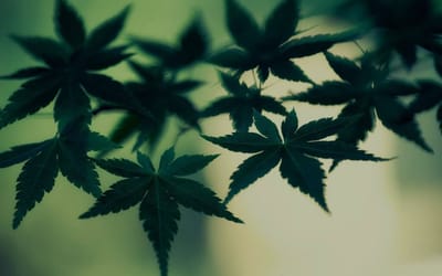 What is the Impact of COVID-19 on Cannabis Patients?