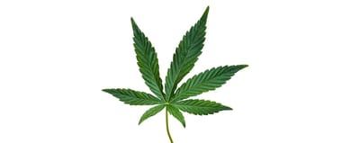 What to Expect When Ordering Cheap Weed Online