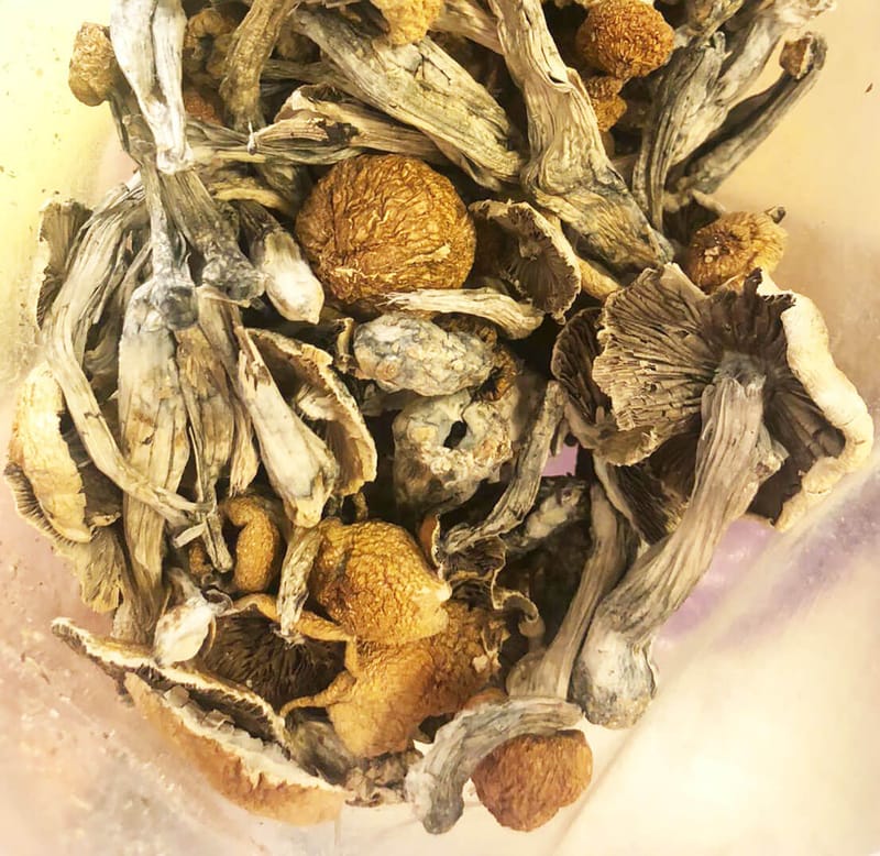 Magic Mushrooms Mexican Cubensis