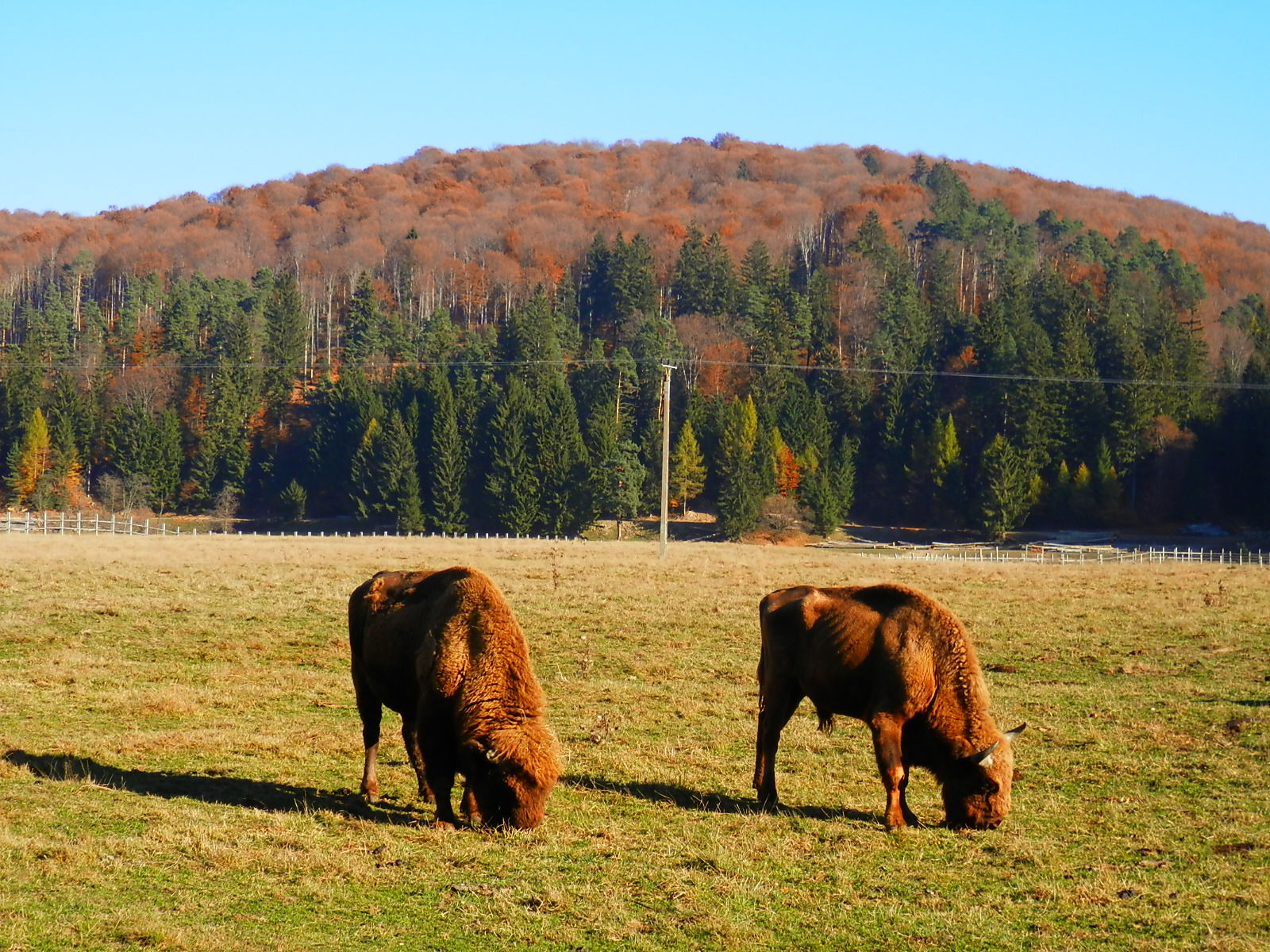 Bison Reserve, Vama Buzaului