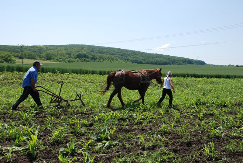 TRANSYLVANIA IN DEPTH