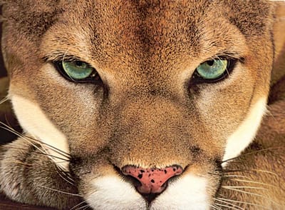 About School Counselors image