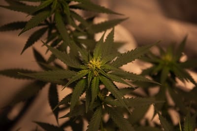 1. Cannabis stickers image