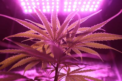 2. Cannabis stickers image