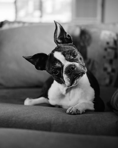 Ideas on Where To Buy A Boston Terrier Puppy image