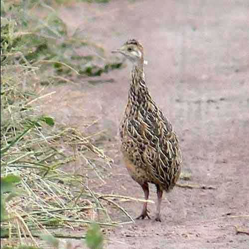PARTRIDGE