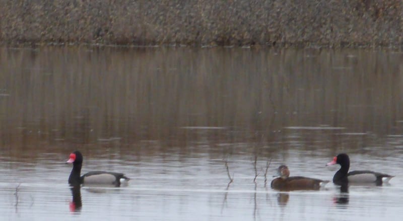 DUCKS