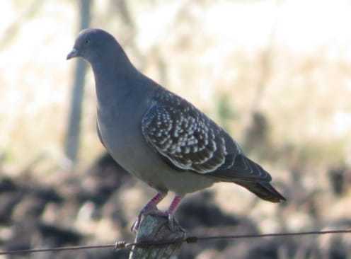 DOVES AND PIGEONS