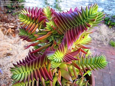 Plant care image