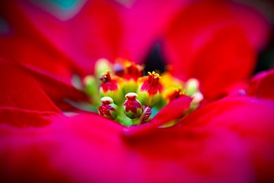 Noche Buena and how it's celebrated there