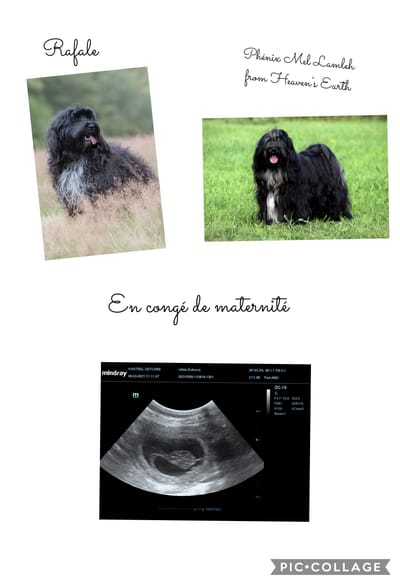 Confirmation de gestation