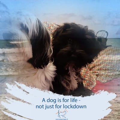 Tous les chiots sont réservés